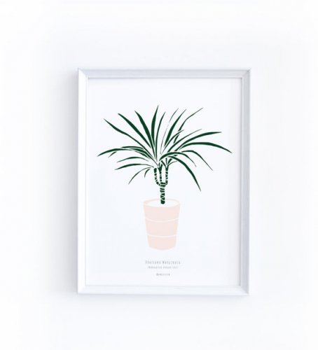 MICUSH | DRACAENA MARGINATA ART PRINT | アートプリント/ポスター (30x40cm)
