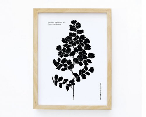 MICUSH | SOUTHERN MAIDENHAIR FERN ART PRINT | アートプリント/ポスター (30x40cm)