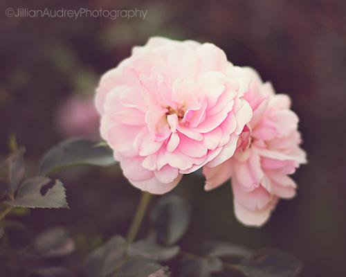 JILLIAN AUDREY | SUMMER BLUSH PHOTOGRAPHY | フォトグラフィ/ポスター