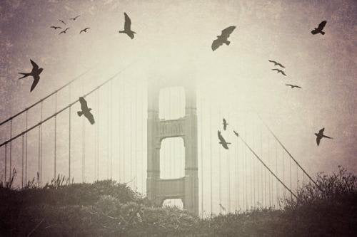 MAYBE SPARROW | BIRDS OVER THE BAY PHOTOGRAPHY | フォトグラフィ/ポスター