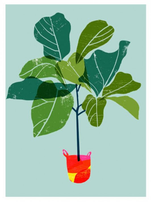 ANEK | Fiddle Leaf Fig Tree (green) Art Poster | アートプリント/ポスター (50x70cm)【北欧 カフェ レストラン インテリア おしゃれ】