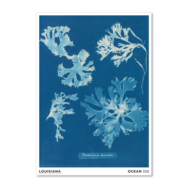 【3月入荷予定】LOUISIANA | ANNA ATKINS - RHODOMENIA LACINIATA (1843-1853) | A2 アートプリント/ポスター 北欧 デンマーク おしゃれ