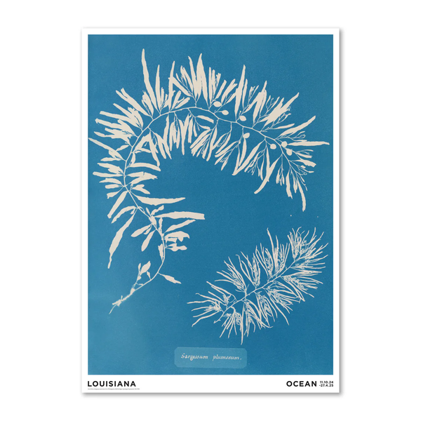 【3月入荷予定】LOUISIANA | ANNA ATKINS - SARGASSUM PLUMOSUM (1843-1853) | A2 アートプリント/ポスター 北欧 デンマーク おしゃれ