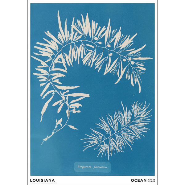 LOUISIANA | ANNA ATKINS - SARGASSUM PLUMOSUM (1843-1853) | A2 アートプリント/ポスター 北欧 デンマーク おしゃれ